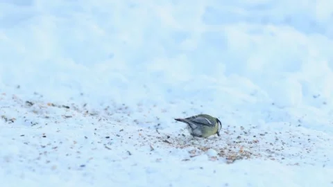 Great Tit (Parus Major) Perched on Snow in Winter Garden Stock-Footage 331196684