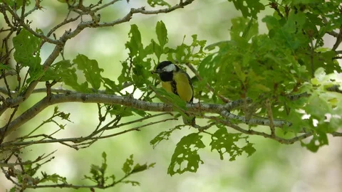 Great tit Parus major perching in oak tree on way to nest site Stock Footage 120362003