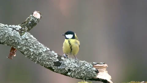 Great tit (Parus major) perching on a tree branch on a nice blurry background Stock Footage 152967157