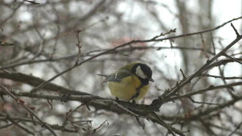 Great tit (Parus major) sits on the branches of a tree Stock Footage 87393890