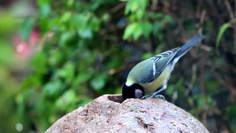 Great tit parus major sitting on garden stone Stock Footage 231046690