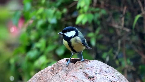 Great tit parus major sitting on garden stone Stock Footage 241913980