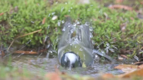 Great Tit, Parus major songbird Stock Footage 225513232