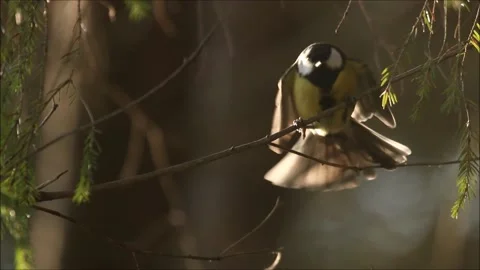 Great tit, Parus major spreading wings and being nervous Vidéo 139037441