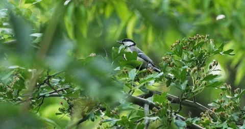Great Tit Parus Major in spring in slow motion Stock Footage 275510825