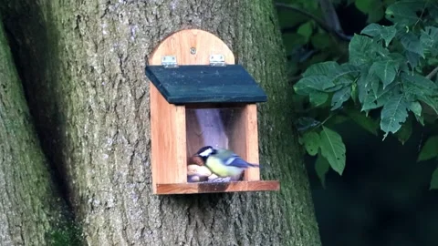 Great tit parus major at the squirrel feeder  Stock Footage 247467632