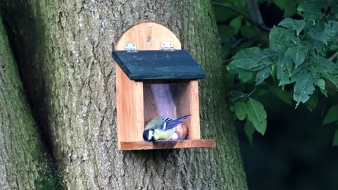 Great tit parus major at the squirrel feeder  Stock Footage 247467648