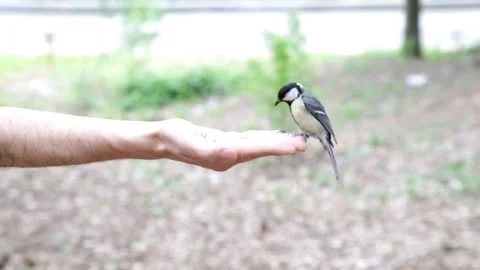 Great Tit (Parus major) standing on a hand of a man and feeding Stock Footage 143464270