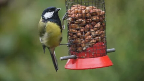 Great tit Parus major taking peanuts from feeder Video stock 87051205