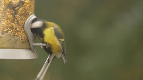 Great tit Parus major taking seed from seed feeder and throwing it on ground Stock Footage 87091951