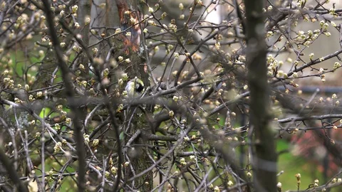 Great Tit (Parus major) on tree in spring, bloom Vidéo 127680042