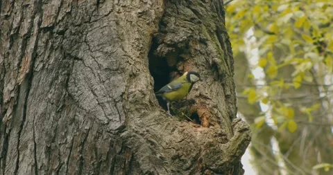 Great Tit, Parus major, at a tree hollow in slow motion. Stock Footage 333520381