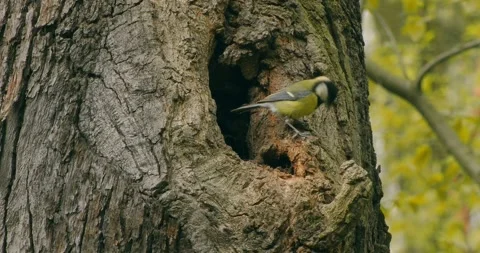 Great Tit, Parus major, at a tree hollow in slow motion. Stock Footage 333526183