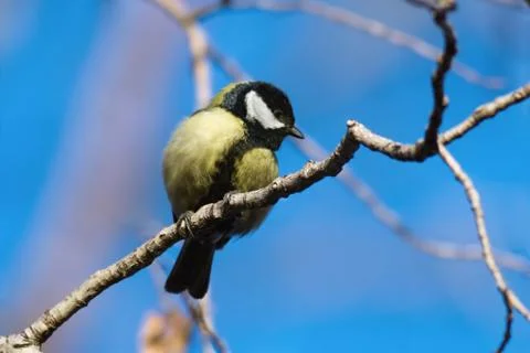 Great tit (parus major) on tree against the blue sky Foto stock