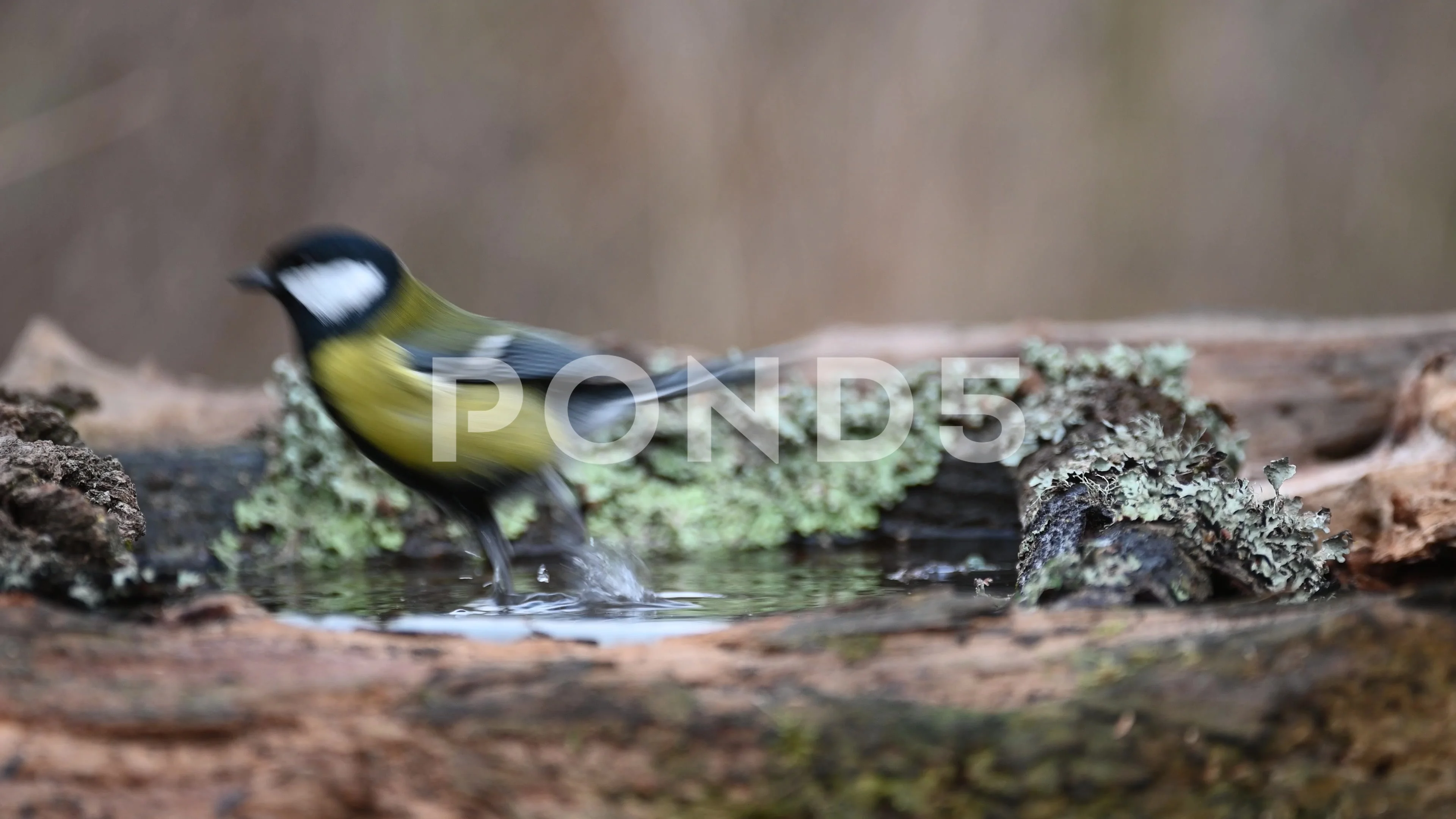 The great tit (Parus major), The great tit (Parus major) is…