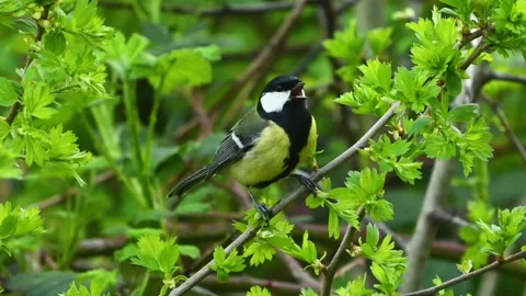 Great tit Parus major in the wild. Songbird Stock-Footage 273478331