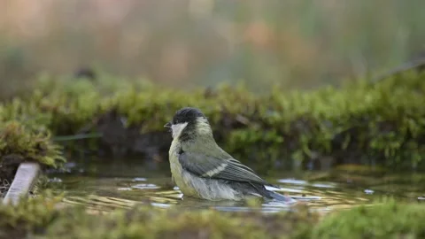 Great Tit, Parus major young songbird. Swims in the forest bird watering hole Stock Footage 157866923