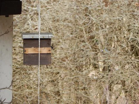 Great tit peaking out of a nesting box ready to fly off Stock Photos