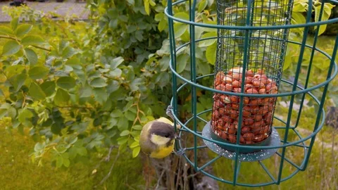 Great Tit on peanut feeder (Close up) Stock Footage 113901289