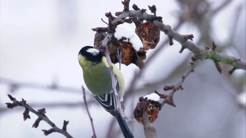 Great tit pecking  on old dried apples hanging from a tree branch in  Stock Footage 321397313