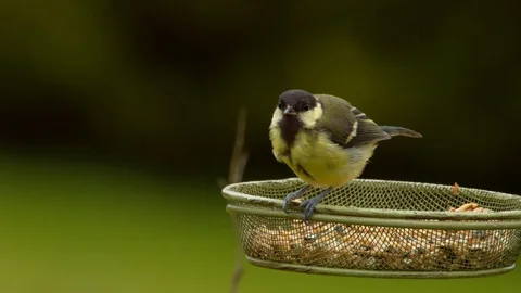 Great Tit pecking at seed Stock Footage 114138419