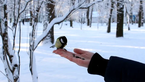 Great tit pecking seeds from the hand in the winter park Stock Footage 72097217