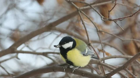 Great tit pecks seed while sitting on a branch (no inter-frame compression) Stock Footage 58611421