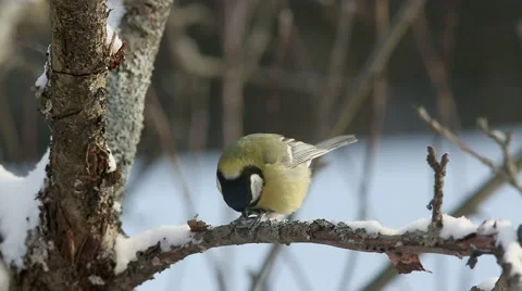 Great tit  pecks seed while sitting on a branch during a heavy frost Stock Footage 58966246
