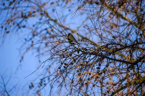 Great tit perched on a bare tree branch against a clear blue sky in winter Stock Photos
