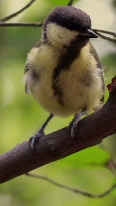 Great tit perched on branch taking flight. Vertical 스톡 동영상 334658329