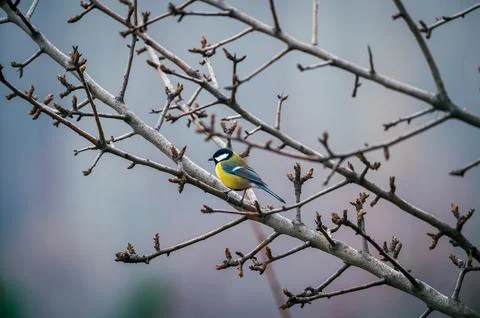 Great Tit Perched Budding Branches Spring Stock Photos