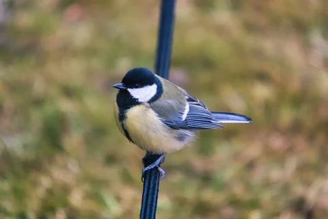 Great Tit Perched on a Cable in Natural Surroundings Foto stock