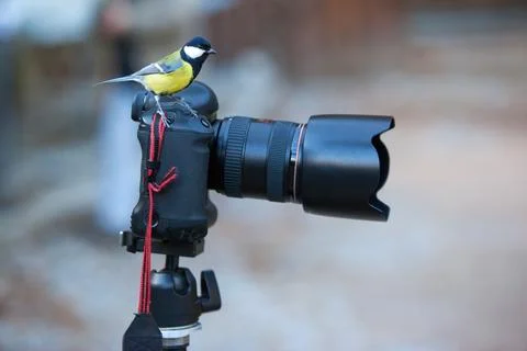 Great Tit Perched on a Camera 库存照片