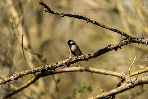 Great tit perched on mossy tree branch with soft blurred background Stock Photos
