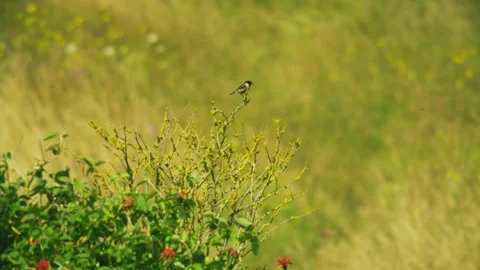 Great Tit Perched on a Shrub Above a Summer Meadow Stock Footage 341373530
