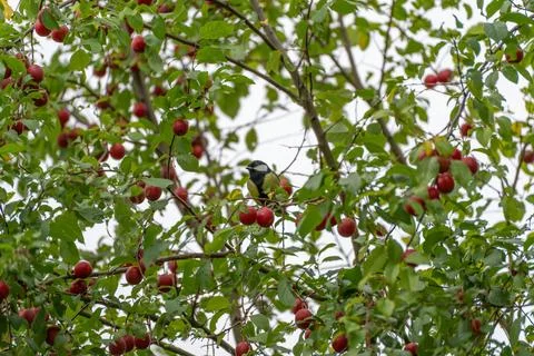 Great tit perched sideways on a cherry plum tree branch Stock Photos