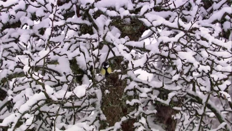 Great tit perched on snowy branches during gentle snowfall in winter Stock Footage 321397267