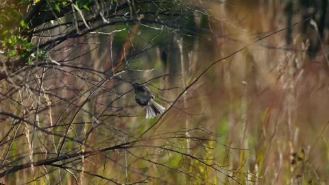 Great tit perched on thin bare branches in warm sunlight, with dry grass 库存影片 341046641
