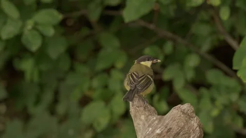 A Great tit perched on a tree branch, holding a seed in its beak Stock Footage 344231092