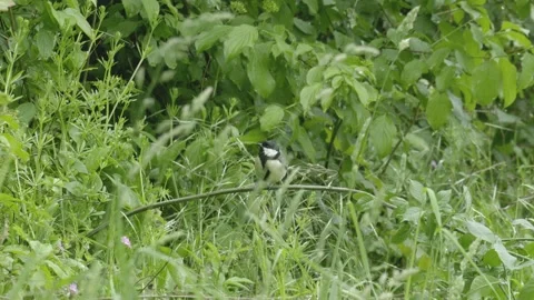 Great Tit Perching and Taking Off to the Left Vídeos de archivo 334870871