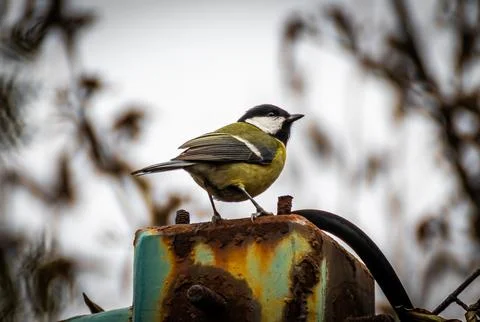 Great tit perching on column Stock Photos