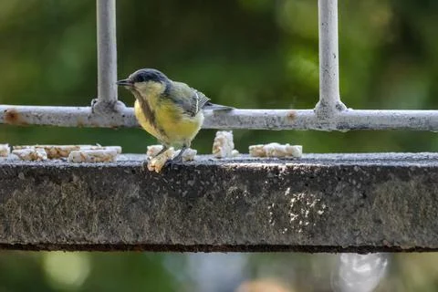 Great tit perching (Parus major) Stock-Fotos