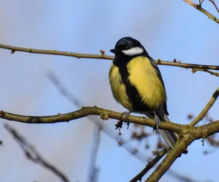 Great Tit Perching Stock Photos