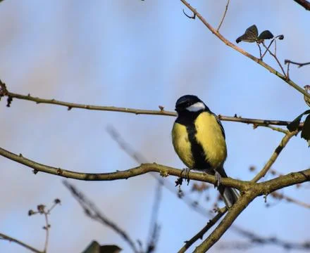 Great Tit Perching Stock Photos