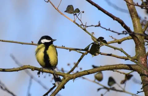 Great Tit Perching Stock Photos