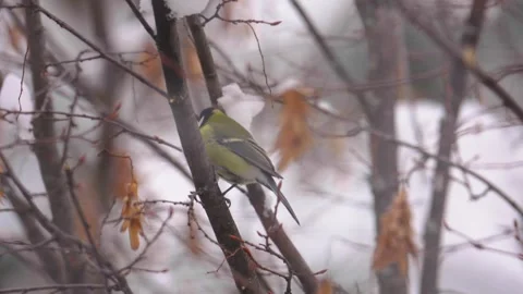 Great tit perching on a snowy tree branch Stock Footage 329963009