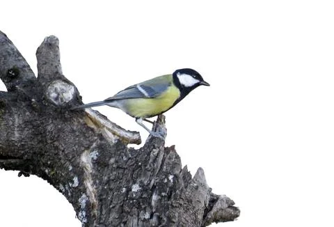 Great tit perching on tree branch isolated on white background Stock Photos
