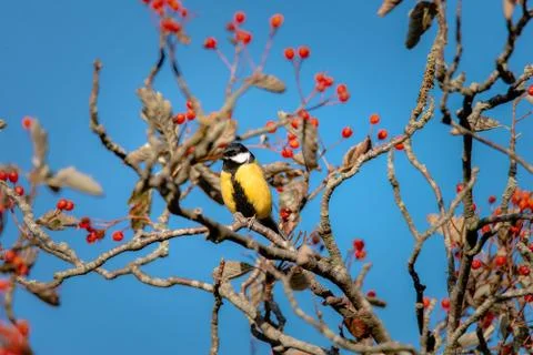 Great Tit perching on a tree with red berries Фото