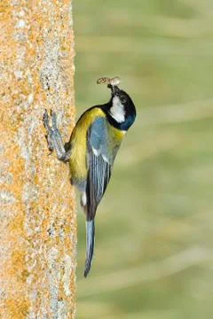 Great tit. Foto stock
