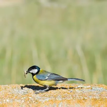 Great tit. Stock Photos